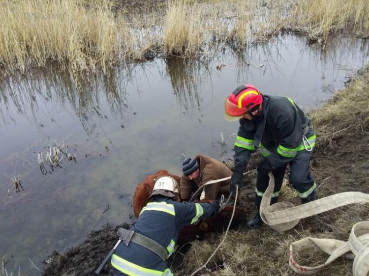 На Донетчине спасли застрявшее в реке животное  (ФОТО)