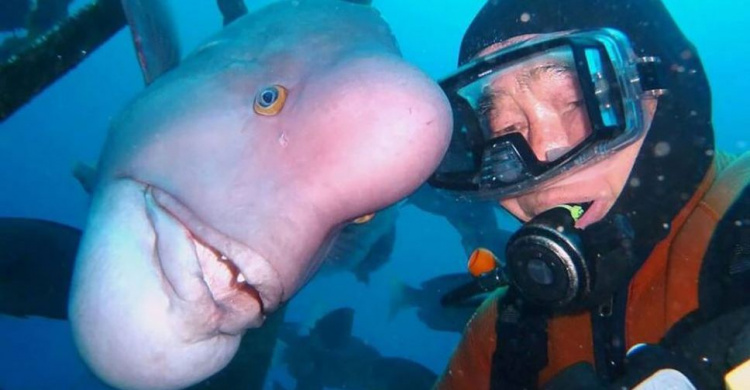 Японец 30 лет дружит со странной рыбой (ВИДЕО)