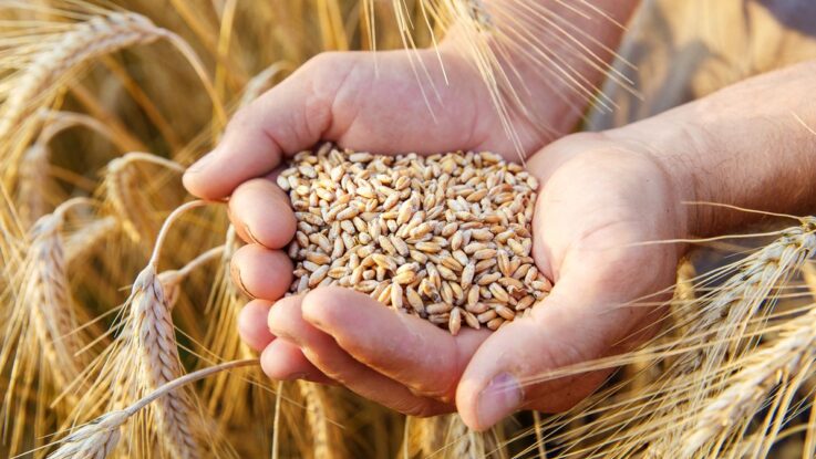 Росіяни фурами вивозять українське зерно з Маріуполя