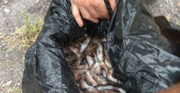 В Мариуполе браконьер разорил реку на 900 рыбин (ФОТО)