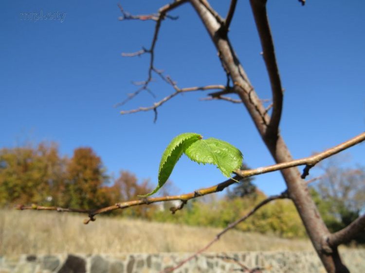 Аномалия: В Мариуполе зацвели одуванчики, а на деревьях появились свежие листья (ФОТО+ВИДЕО)