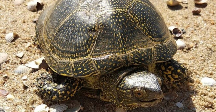 В Мариуполе найдена европейская черепаха, разгуливающая по пляжу (ФОТО+ВИДЕО)