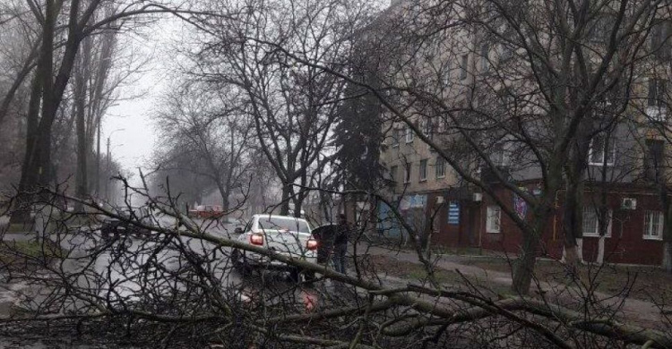 В Мариуполе на дорогу рухнуло дерево. Полиция вызвала спасателей (ФОТО)