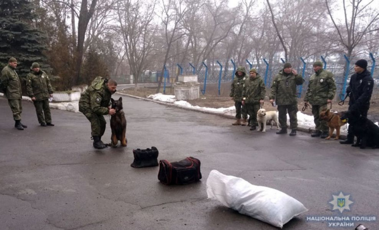 В кинологический центр в Мариуполе прибыли собаки из семи областей Украины (ФОТО)