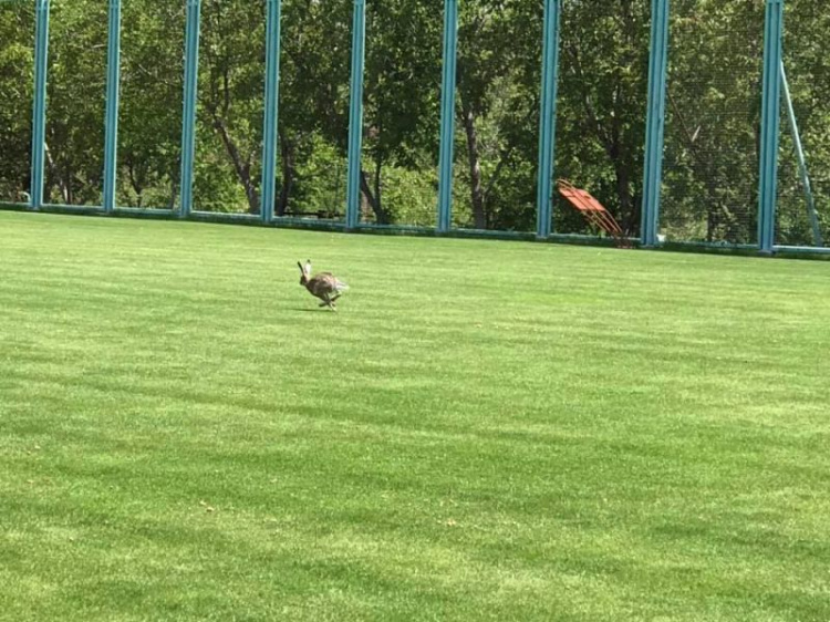В Мариуполе заяц устроил «пробежку» по футбольному полю (ФОТОФАКТ)