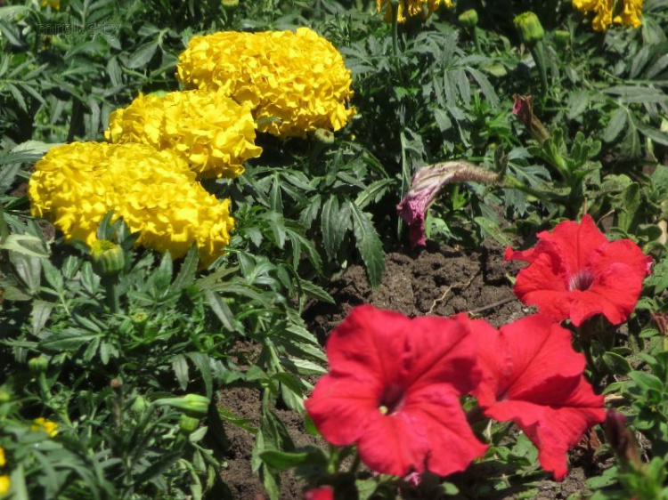 В Мариуполе у павлина хвост покрылся петуньями, а рядом появились 12 цветочных картин (ФОТО+ ВИДЕО)
