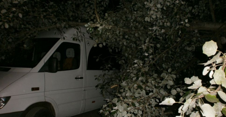 В Мариуполе упавшее дерево придавило Mercedes Sprinter (ФОТО)