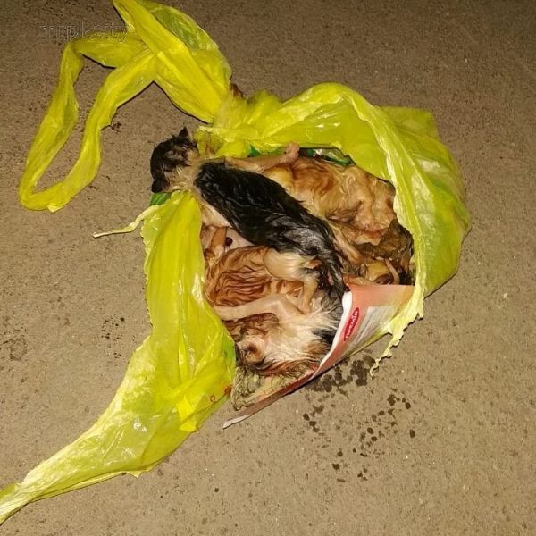 Мучительная смерть: в Мариуполе недотопленных котят выбросили в мусор (ФОТО 18+)