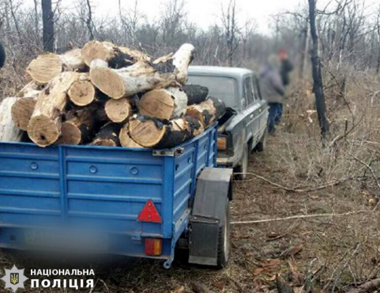 «Черные лесорубы» продолжают рубить леса Донетчины (ФОТО)