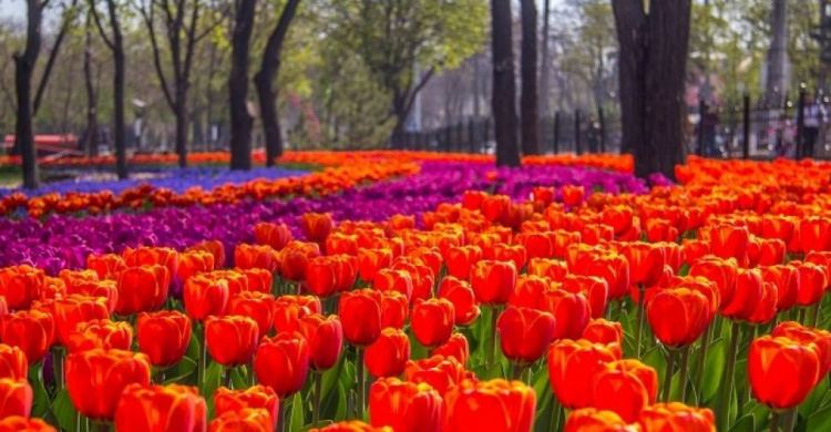 В мариупольских парках высадят 200 тысяч цветов