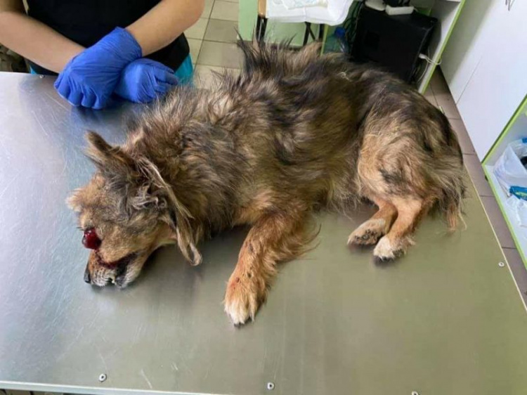 Ослеп от удара: в Мариуполе тяжело пострадавшая собака нуждается в помощи (ФОТО 18+)