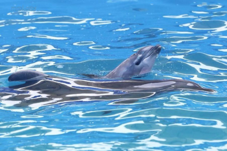 В дельфинарии Одессы детеныш родился во время шоу (ФОТО+ВИДЕО)
