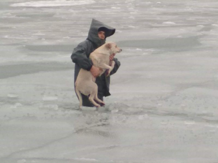 В Мариуполе спасли провалившуюся под лед собаку (ФОТО)