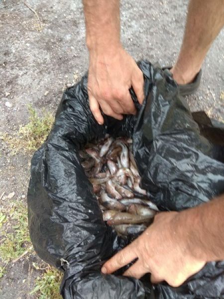 В Мариуполе браконьер разорил реку на 900 рыбин (ФОТО)