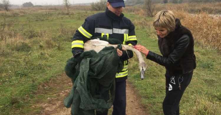 На Донетчине спасли травмированного лебедя (ФОТО)