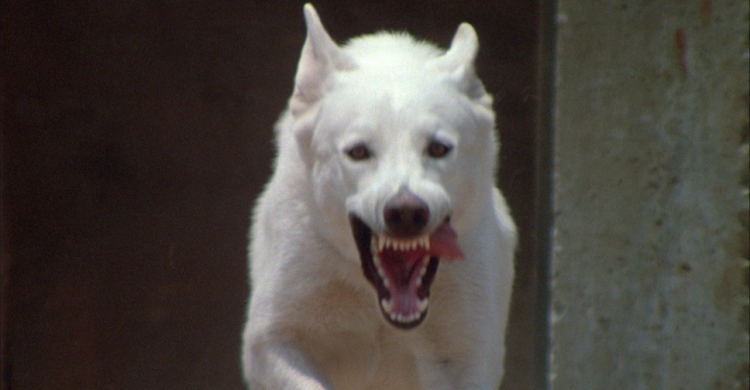 Белая собака в День города напала на четвертую жертву в Мариуполе