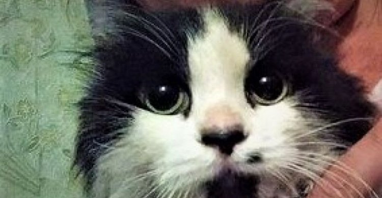 Поиски «дорогого» кота под Мариуполем завершились невероятно