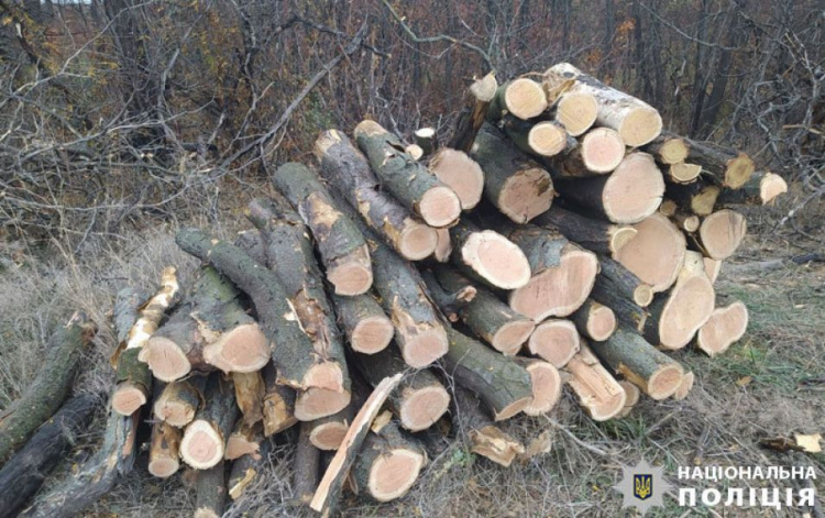 Мариупольцам грозит до пяти лет лишения свободы за вырубку деревьев