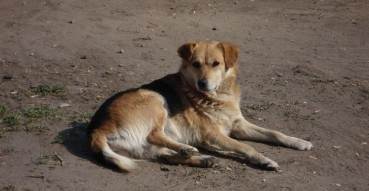 Поучились бы у собаки: в  Мариуполе пешеходов «застукали» на нарушениях ПДД