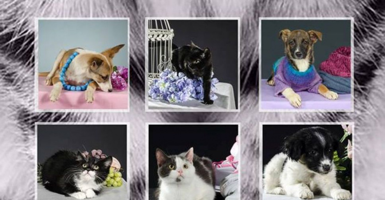 Зоозащитниками Мариуполя издан благотворительный календарь с бездомными животными (ФОТО)