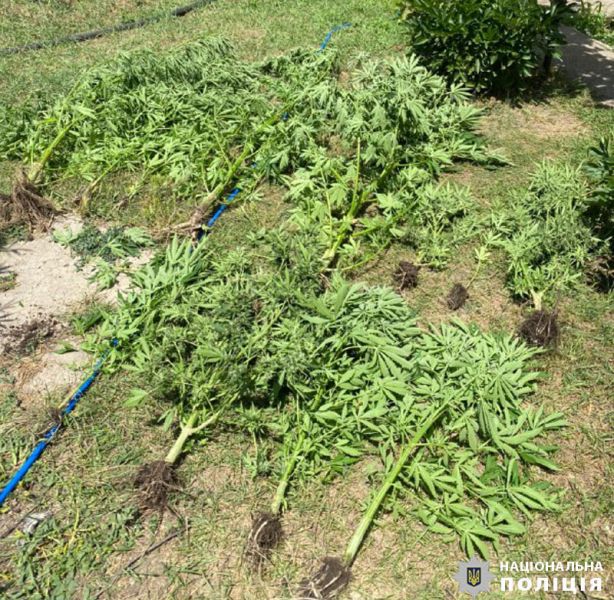 Житель Мариуполя построил теплицу для наркотических растений (ФОТО)