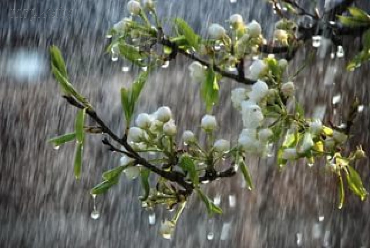 Мариуполю из-за дождей и сильного ветра грозит неурожай фруктов