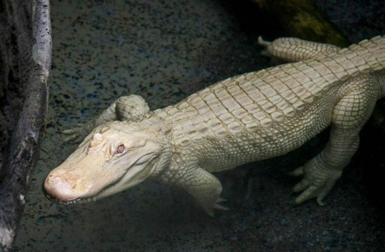 В зоопарке США появился редчайший крокодил  (ФОТО+ВИДЕО)