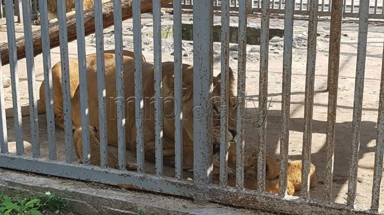 В мариупольском зоопарке родились львята: малышей чудом удалось спасти