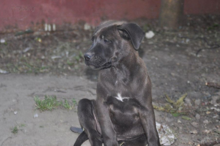 В мариупольский двор подбросили двух щенков: им ищут хозяев (ФОТО)