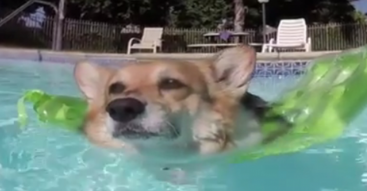 Плавающая собака породы корги покорила сердца пользователей Сети