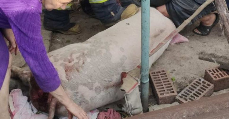 В Мариуполе свинья провалилась в яму