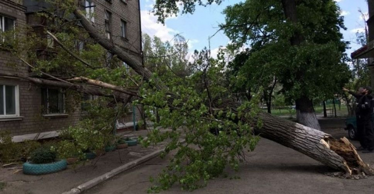 В Мариуполе штормовой ветер валит деревья (ФОТО)