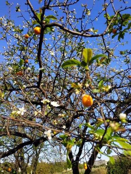 Ароматная аномалия: в Мариуполе зацвели плодоносящие деревья (ФОТОФАКТ)