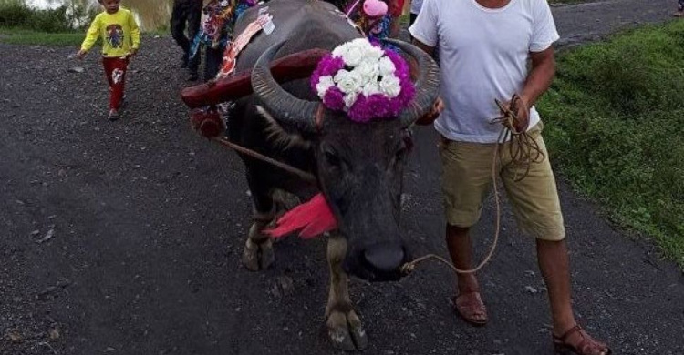 Свадебные буйволы: Необычное торжество молодоженов во Вьетнаме (ФОТО+ВИДЕО)