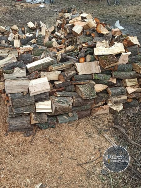 В Донецкой области «черные лесорубы» нарубили деревьев на миллион гривен