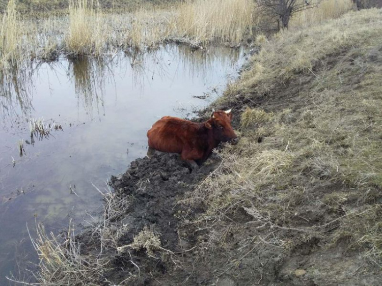 На Донетчине спасли застрявшее в реке животное  (ФОТО)