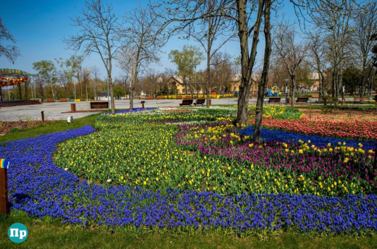 В мариупольской «Веселке» расцвели тюльпаны (ФОТОФАКТ)