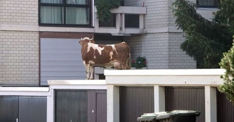 Сбежавшая с фермы корова нашлась на крыше гаража (ВИДЕО)