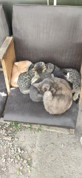 Военные ищут любящих хозяев для котят, родившихся возле блокпоста под Мариуполем