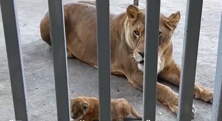 Львенок, медвежонок и енотики: в мариупольском зоопарке пополнение (ВИДЕО)