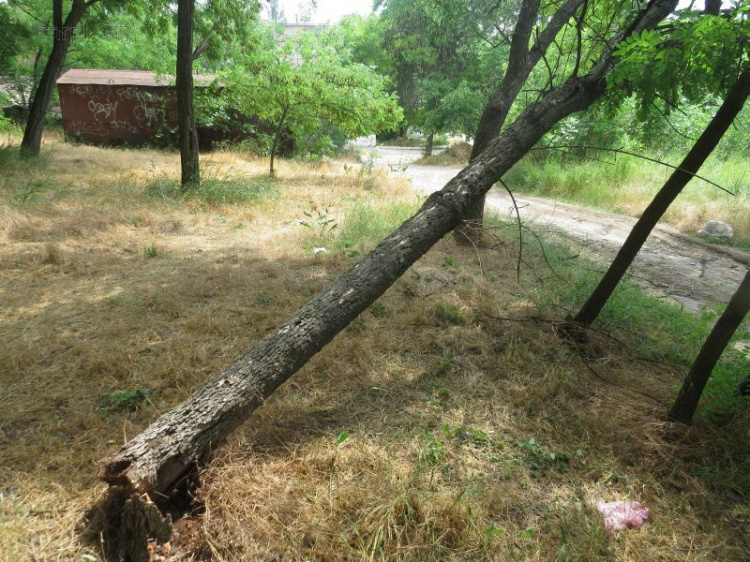 В Мариуполе ураганный ветер свалил около 40 деревьев (ФОТО)