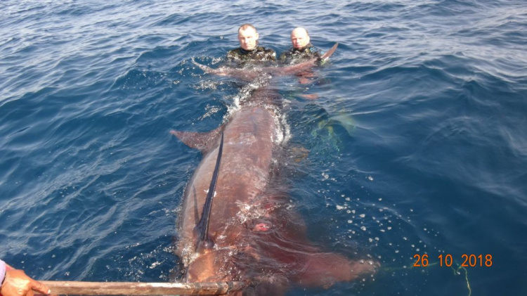 Подводные охотники из Мариуполя и Днепра загарпунили гигантскую 400-килограммовую рыбу (ФОТО+ВИДЕО)