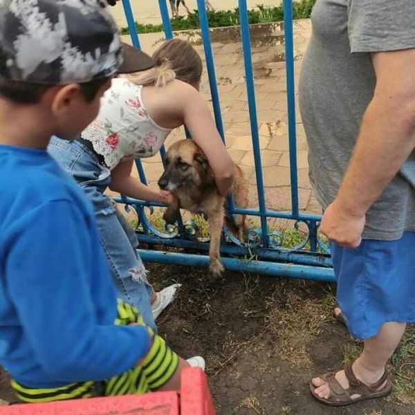 Мариупольцы вытащили собаку из беды