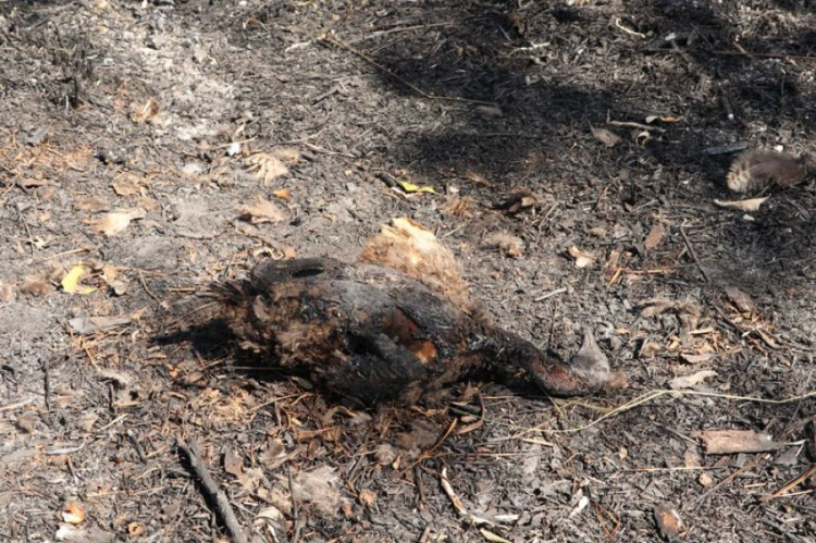 Пожар в заповеднике вблизи Мариуполя: нанесен колоссальный вред природе