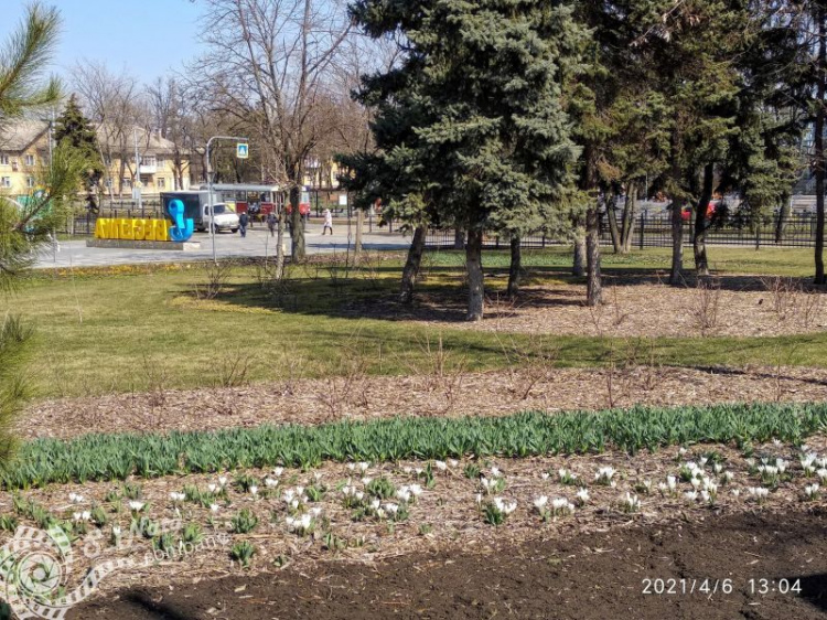 Мариупольский парк «Веселка» заиграл весенними красками: взошли первоцветы