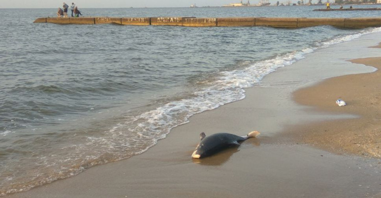 На берегу в Мариуполе нашли мертвого дельфина (ФОТОФАКТ)