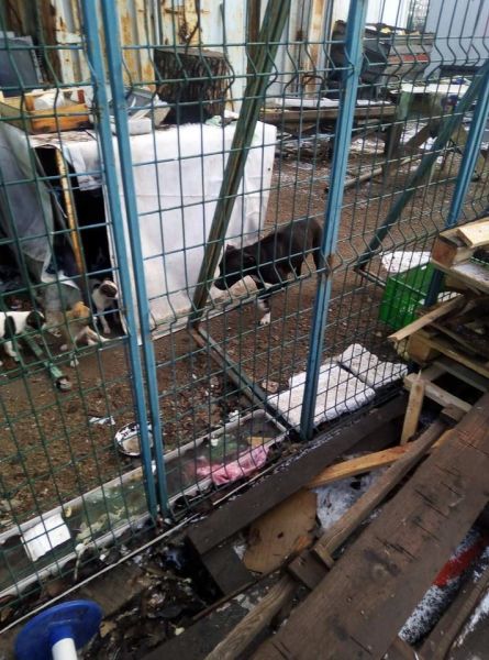 На мариупольском рынке замерзает породистая собака с щенятами. Животным нужна помощь