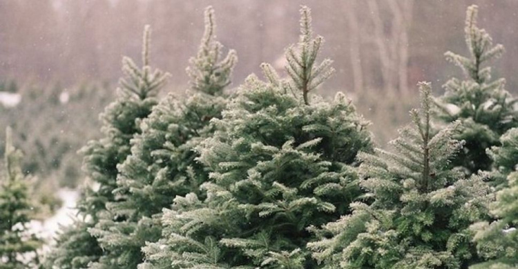 Где мариупольцы могут купить елки и сосны к Новому году (АДРЕСА)