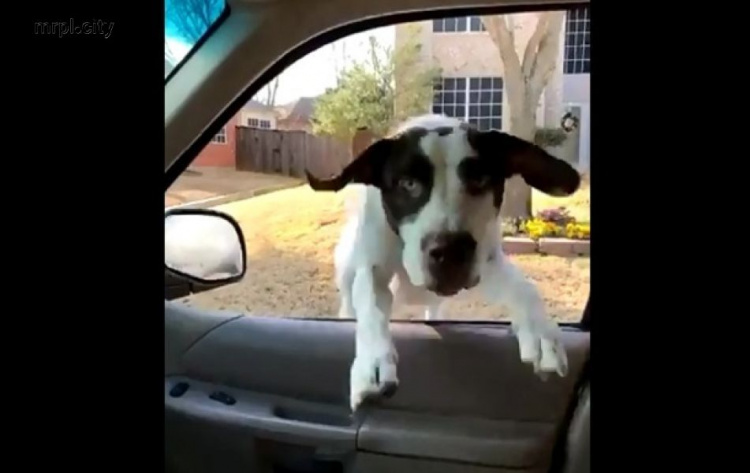 Счастливый пес запрыгнул в окно легковушки своего хозяина (ВИДЕО)