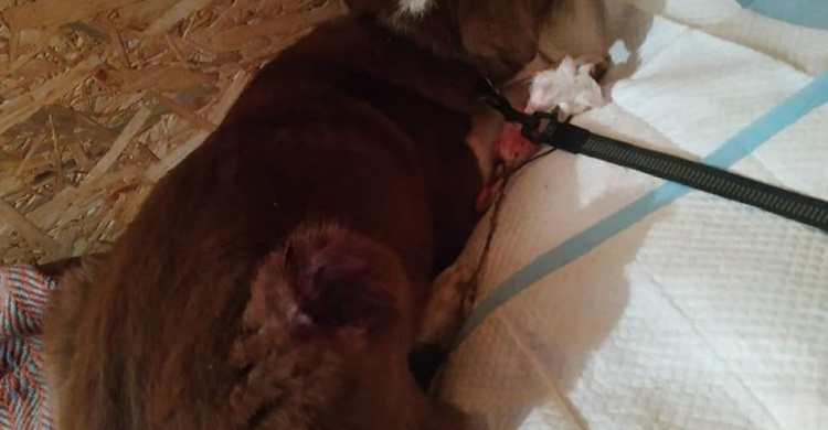 Потерялся и попал под колеса: в Мариуполе ищут хозяев щенка (ФОТО 18+)